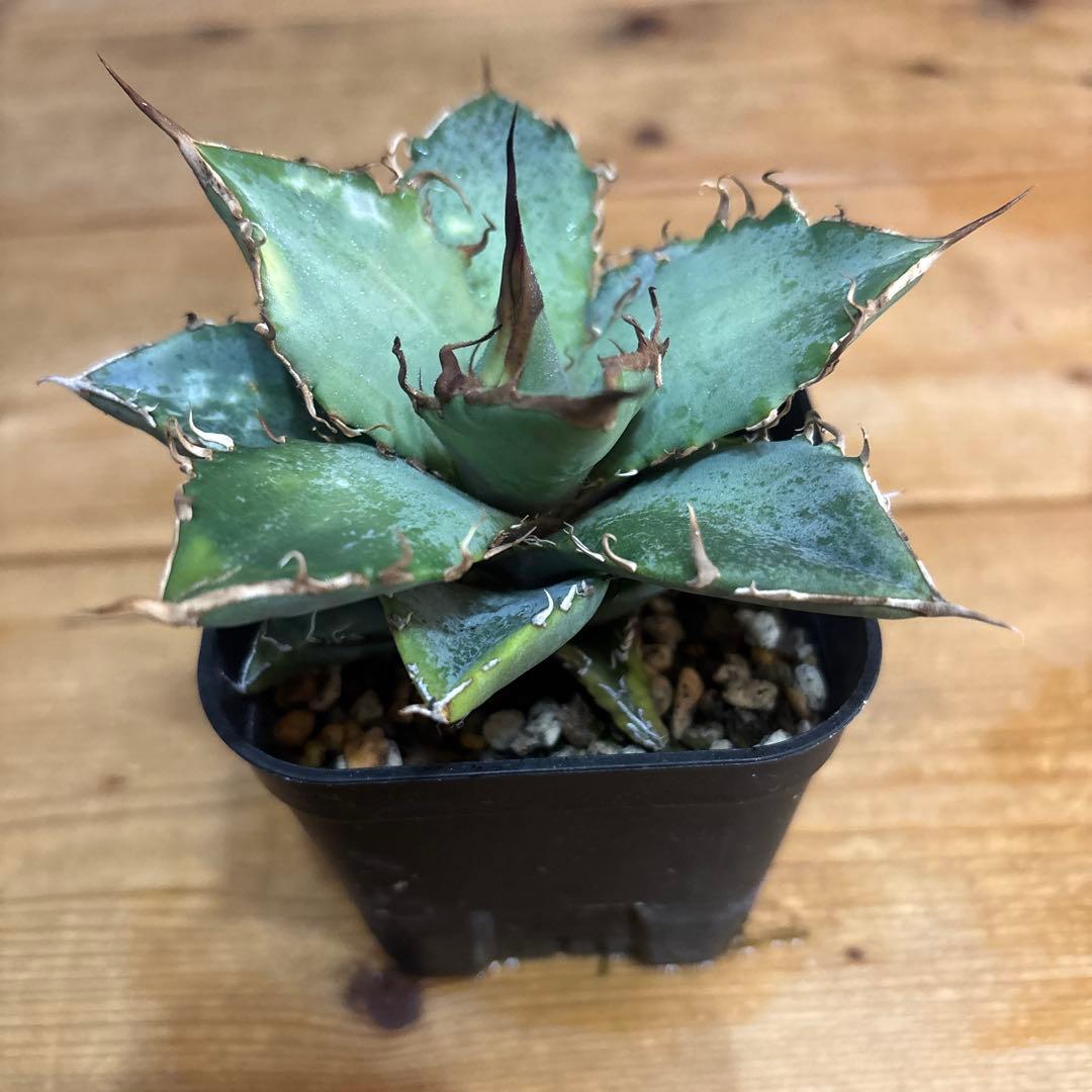 アガベ　オテロイ　実生　SG006