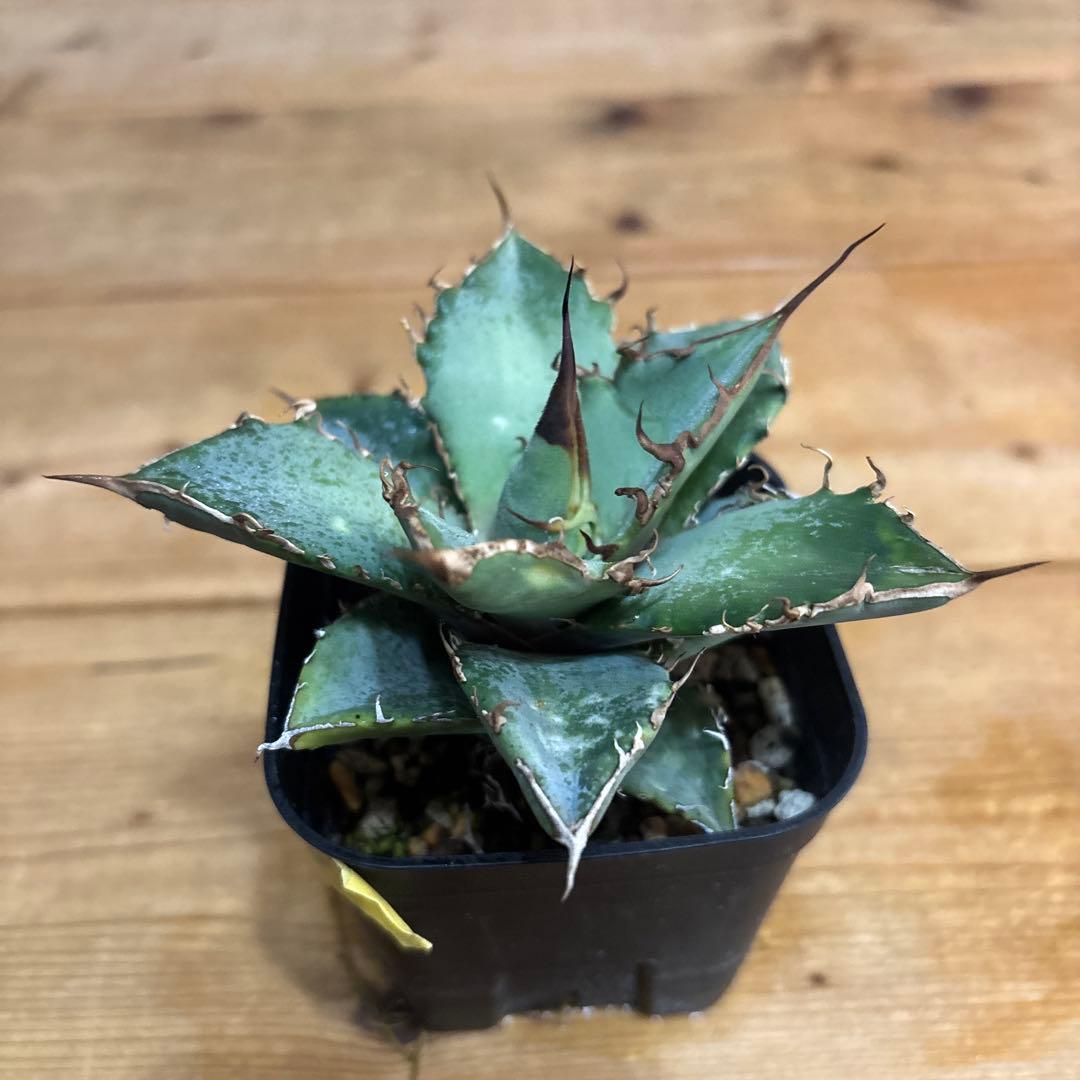 アガベ　オテロイ　実生　SG006