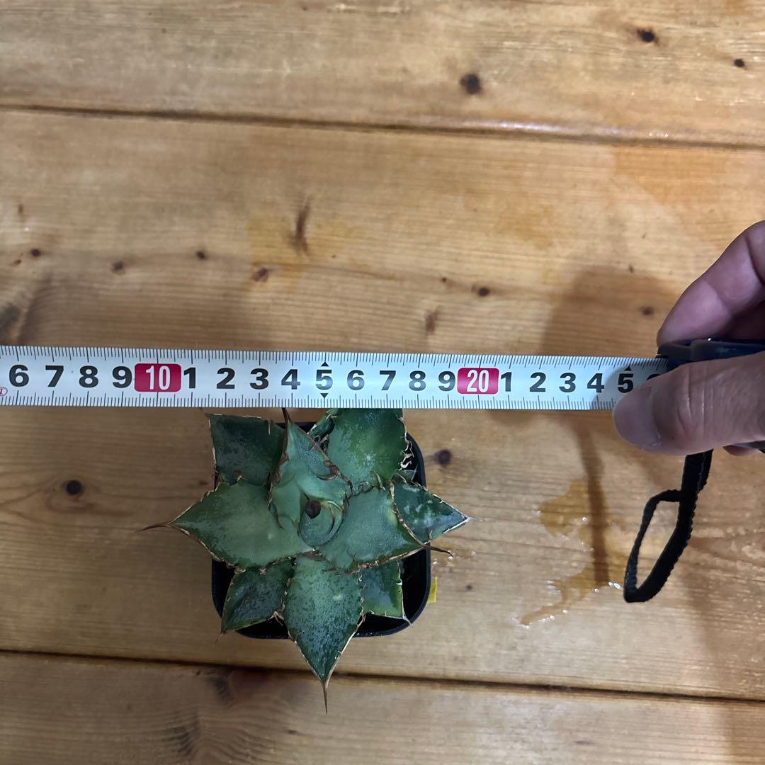 アガベ　オテロイ　実生　SG006