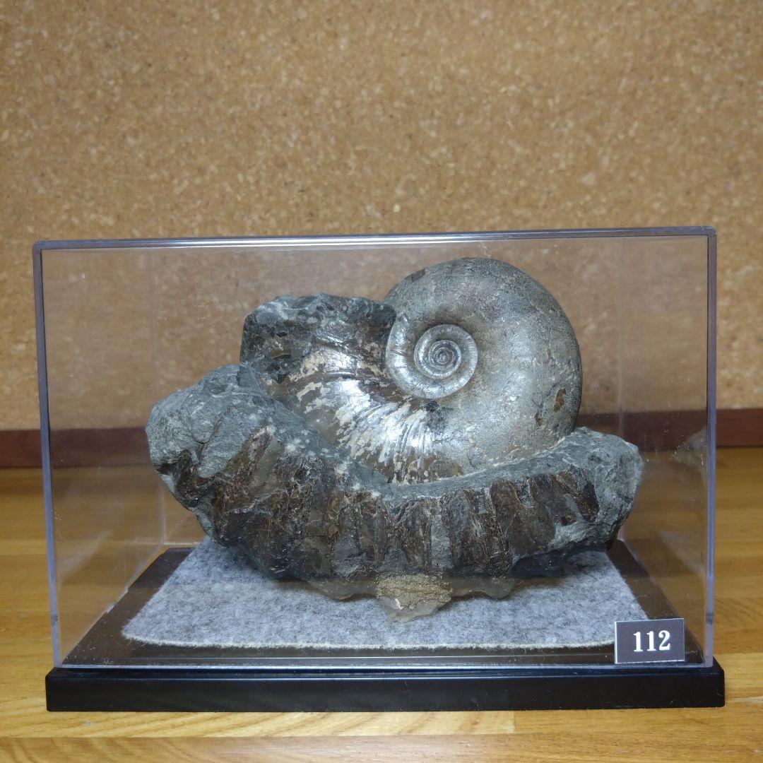 アンモナイト化石 15.0cm（112）