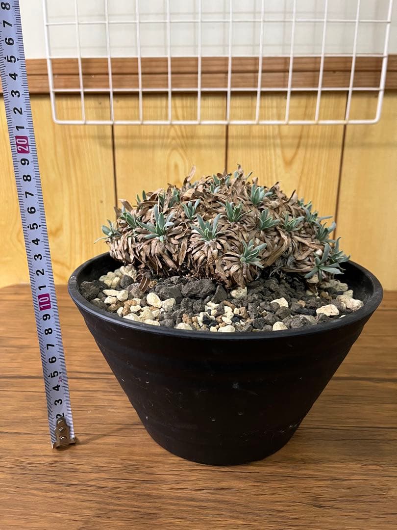 オトンナ　レトロルサ