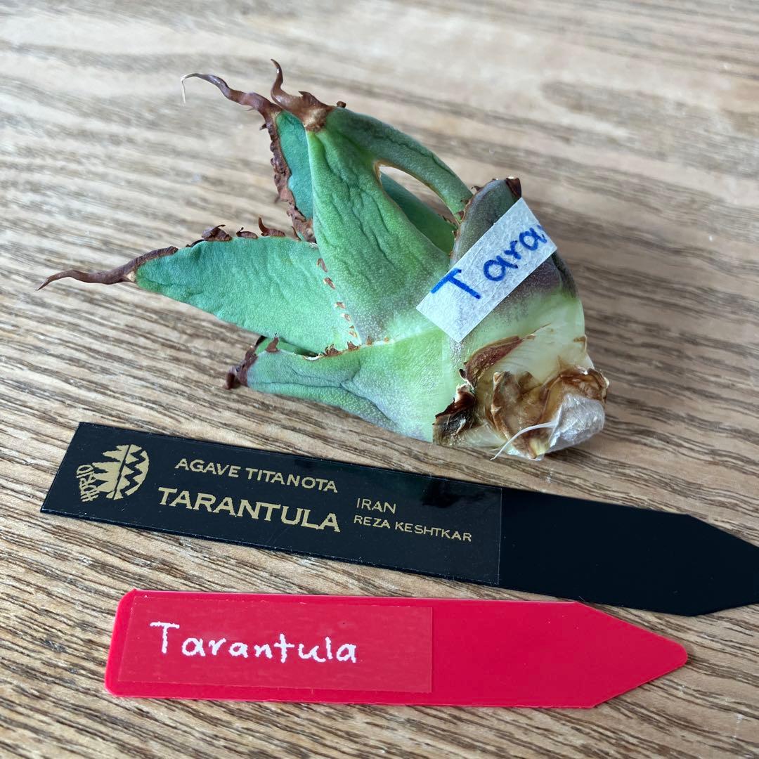 【初売り】⑦REZA産　イラン株　アガベ　TARANTULA