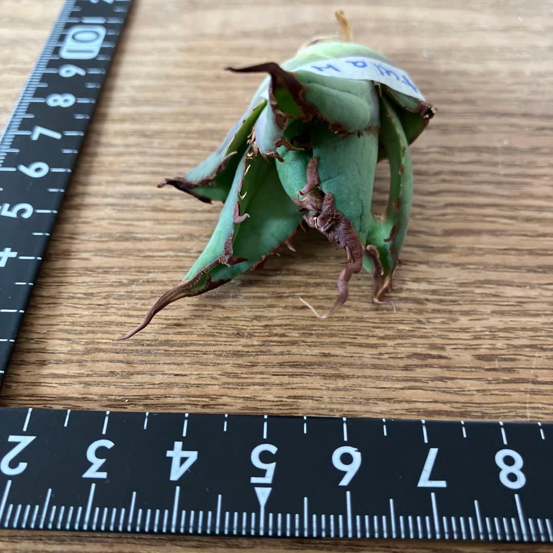 【初売り】⑦REZA産　イラン株　アガベ　TARANTULA