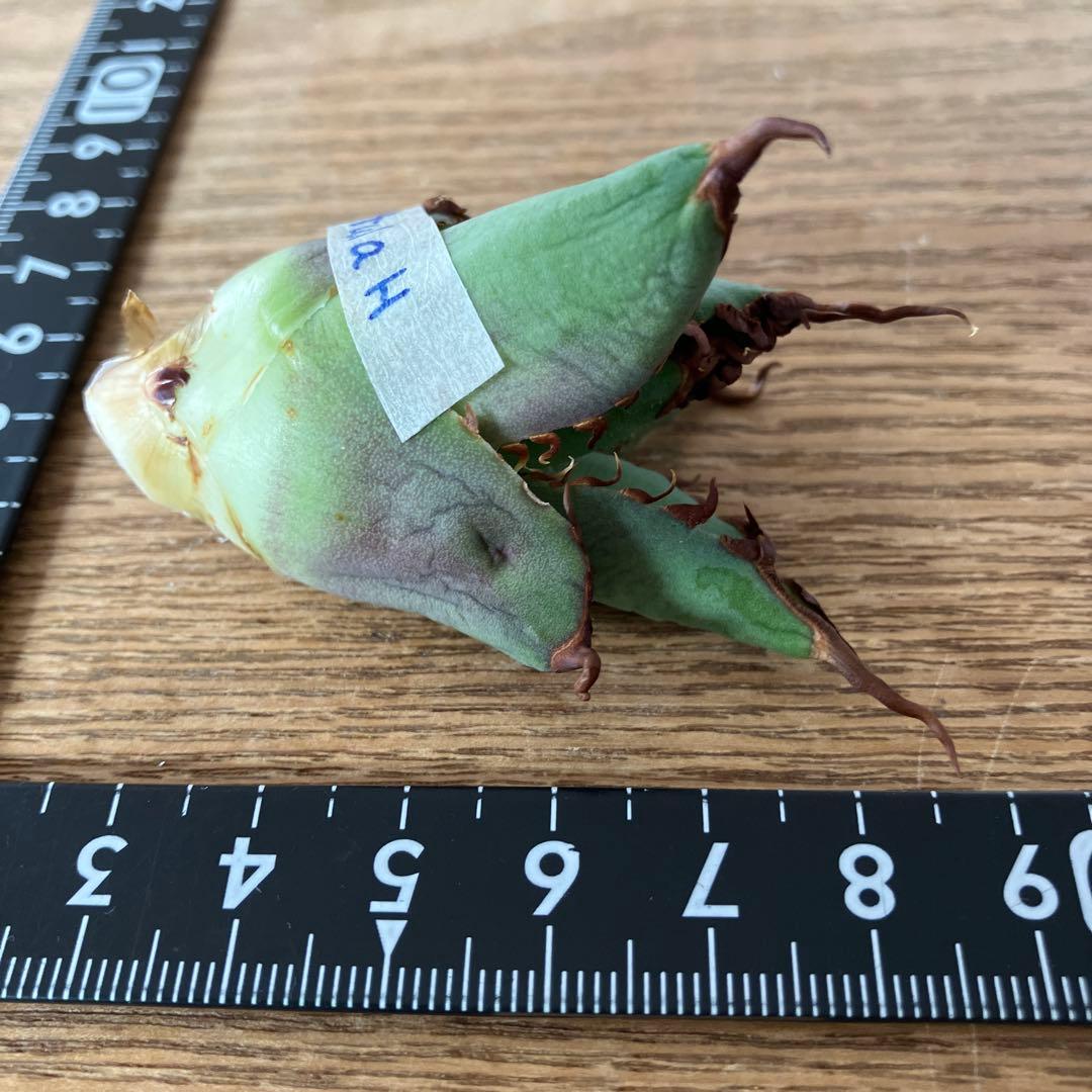 【初売り】⑦REZA産　イラン株　アガベ　TARANTULA