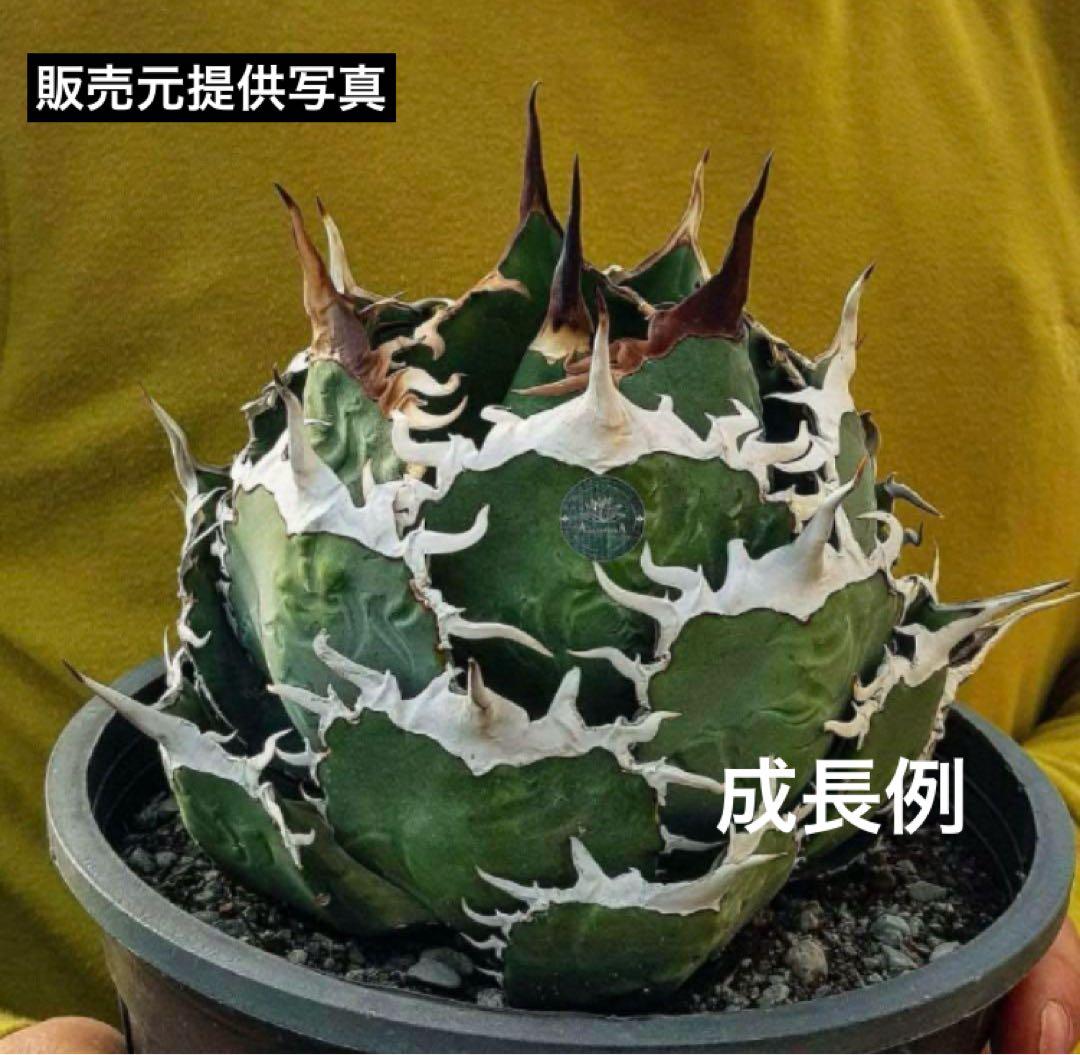 【初売り】⑦REZA産　イラン株　アガベ　TARANTULA