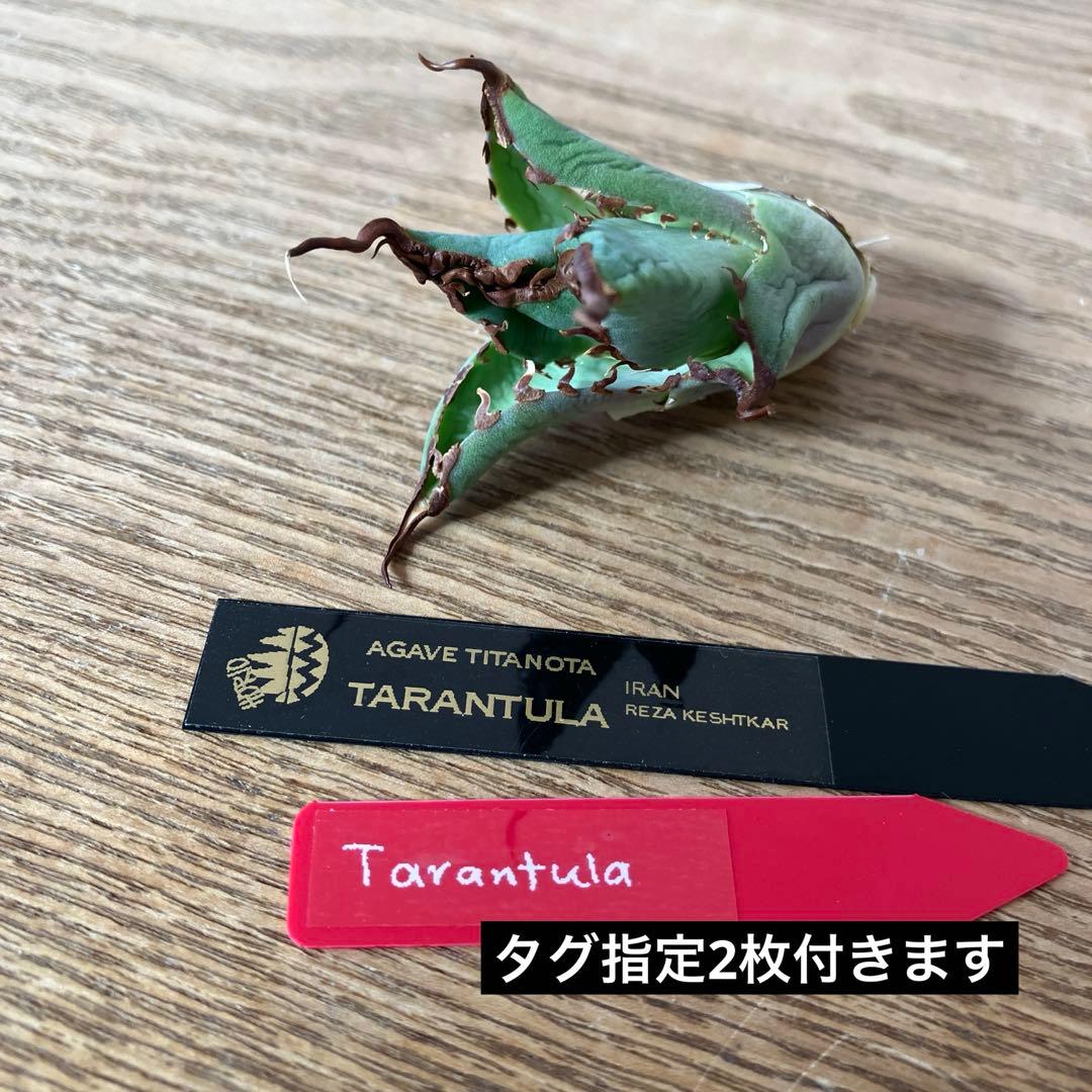【初売り】⑦REZA産　イラン株　アガベ　TARANTULA
