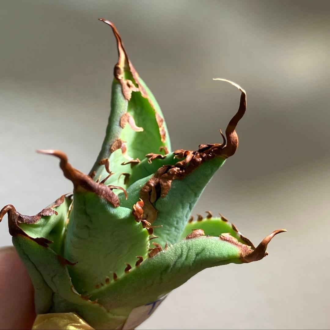 【初売り】⑦REZA産　イラン株　アガベ　TARANTULA