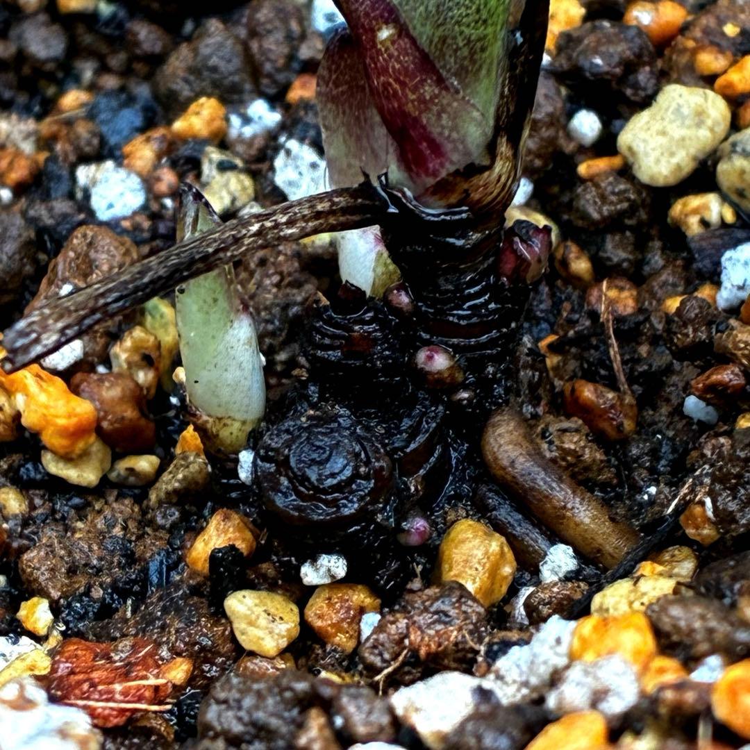 み*ん様 3474☘️花タグ付☘️新芽いっぱい☘️atrorubens⭐️原生地