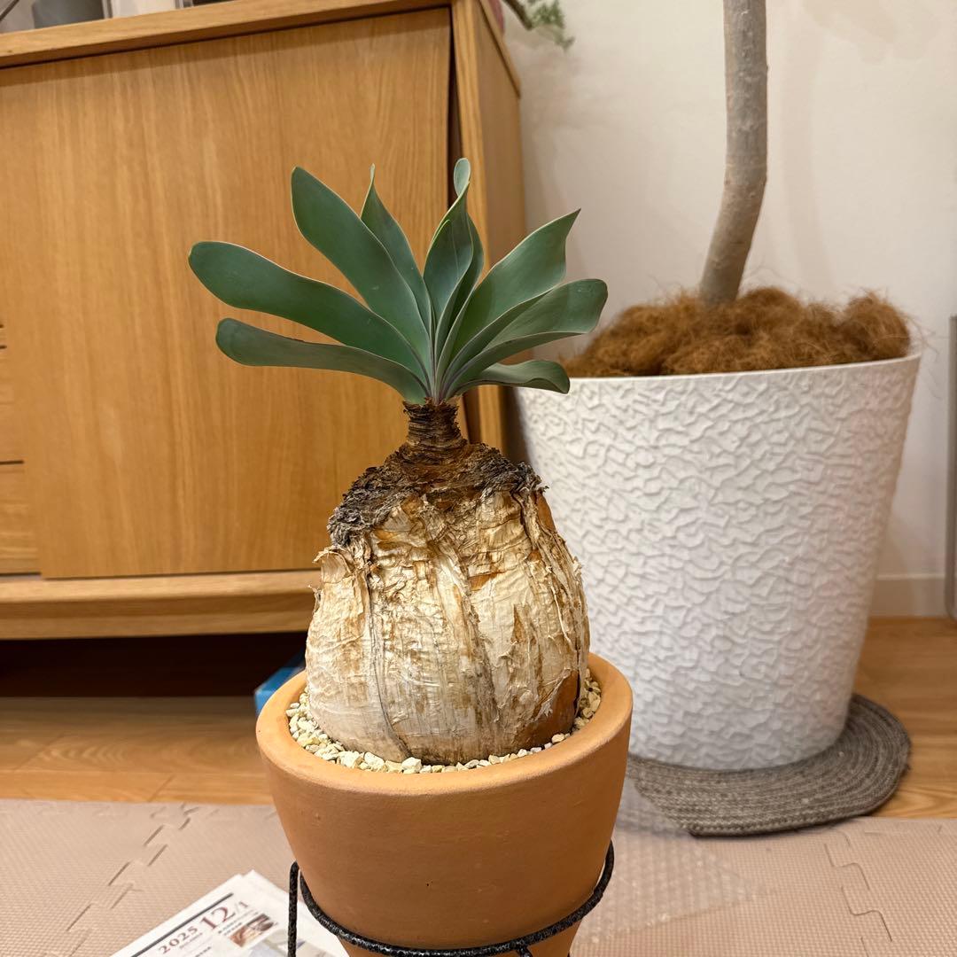 ブーファン　ハエマンソイデス　ハエマントイデス　発根済　冬型