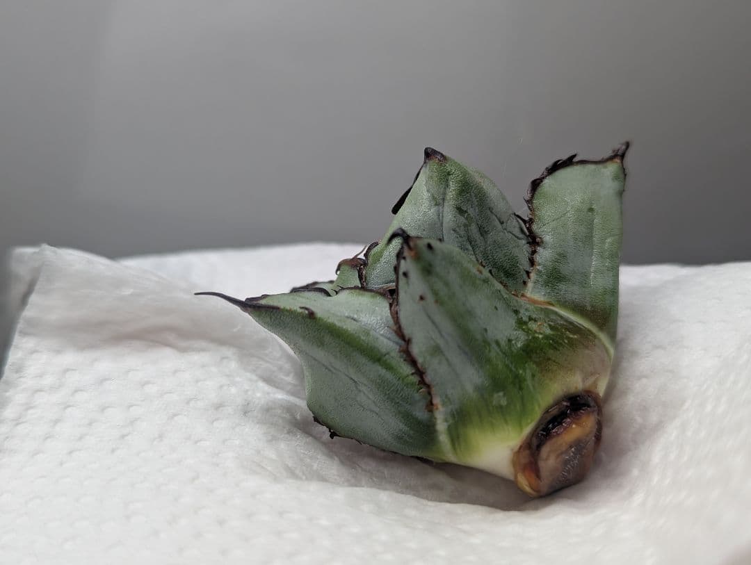 チタノタ「惡魔BB」陽炎タイプ OC天芽 悪魔BB 裏棘BB