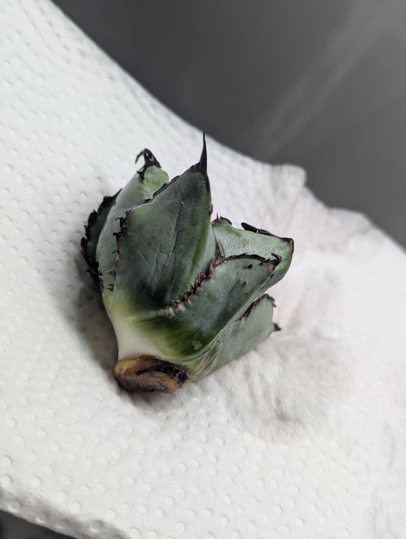 チタノタ「惡魔BB」陽炎タイプ OC天芽 悪魔BB 裏棘BB