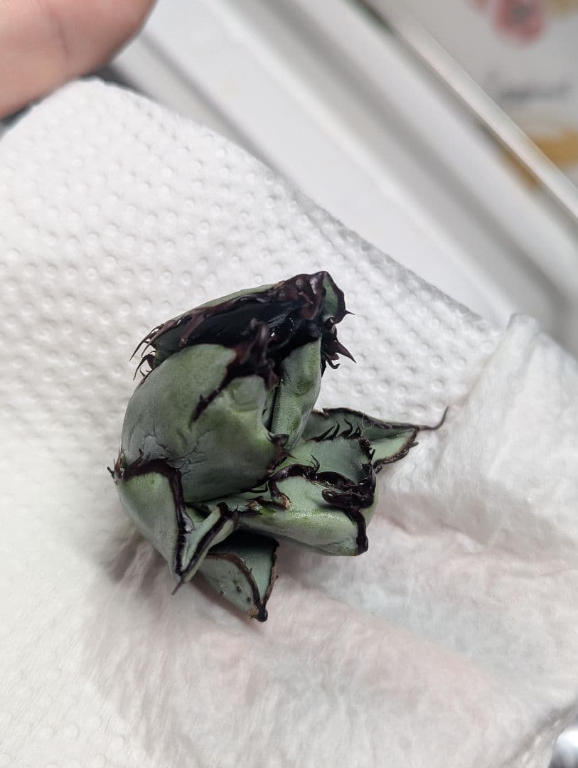 チタノタ「惡魔BB」陽炎タイプ OC天芽 悪魔BB 裏棘BB