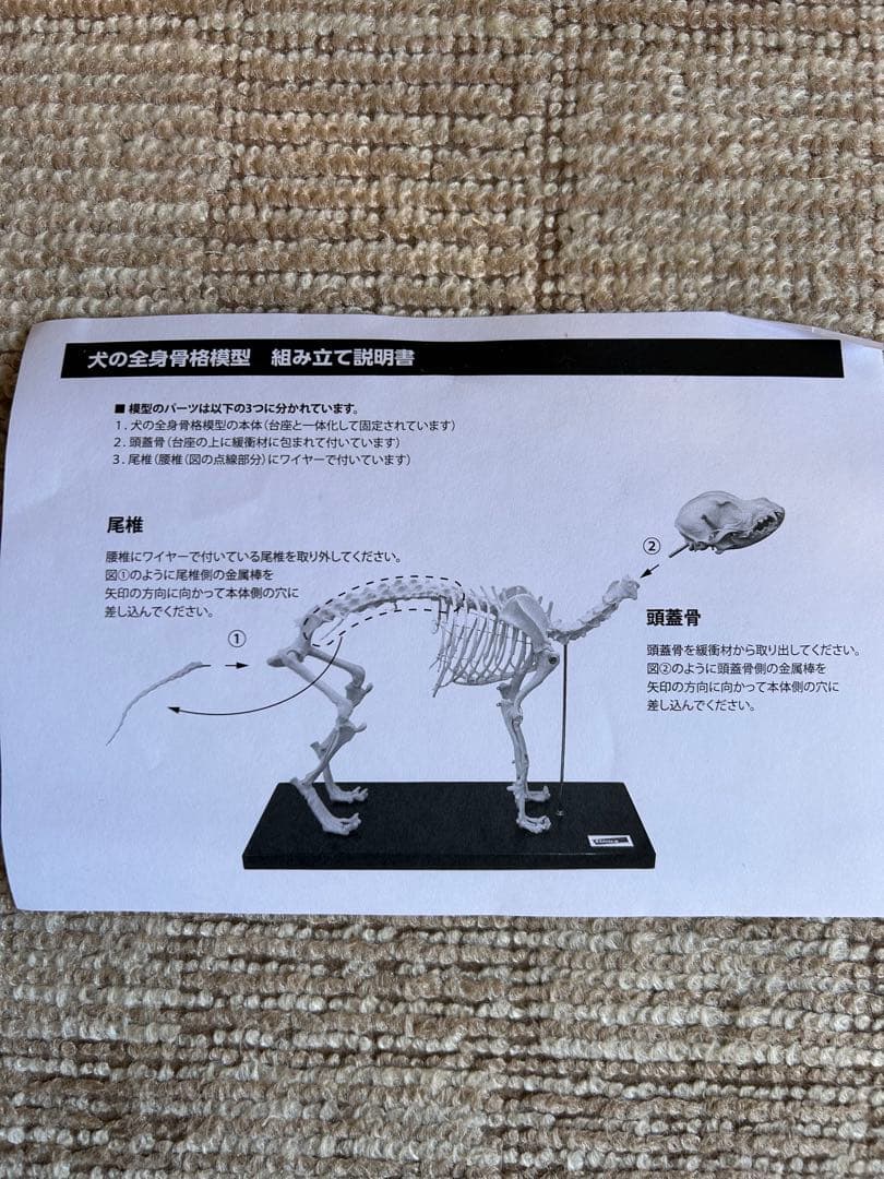 未使用】 Elanco 犬の全身骨格模型【最終値下げ】 - メルカリ