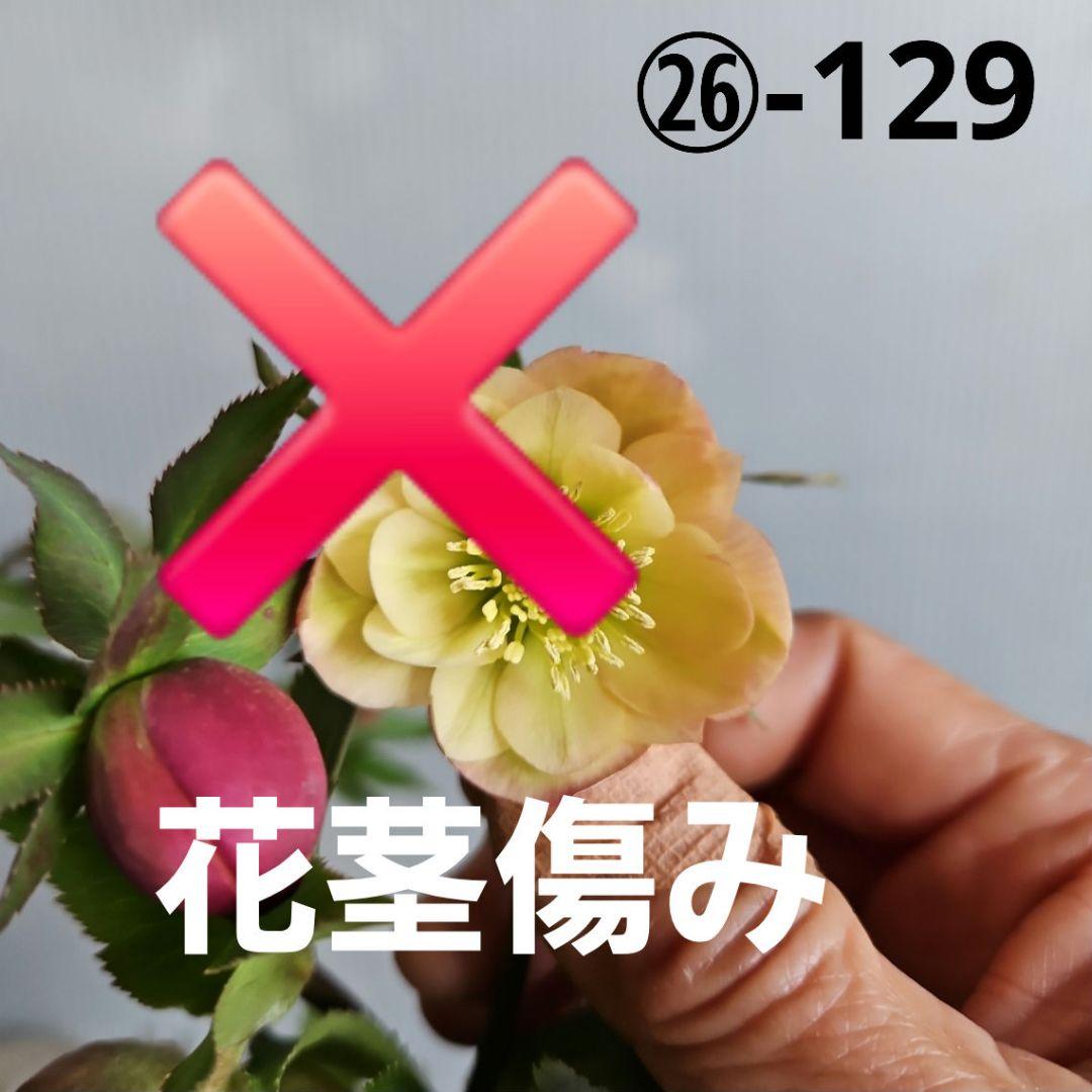 クリスマスローズ 多弁プリマヴェーラホワイトゴールドdd 株分け