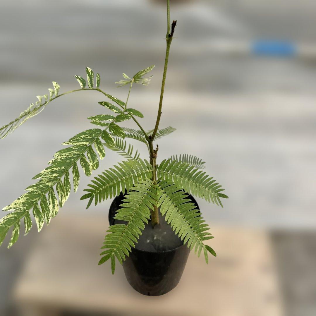 k*p様 エバーフレッシュ斑入り