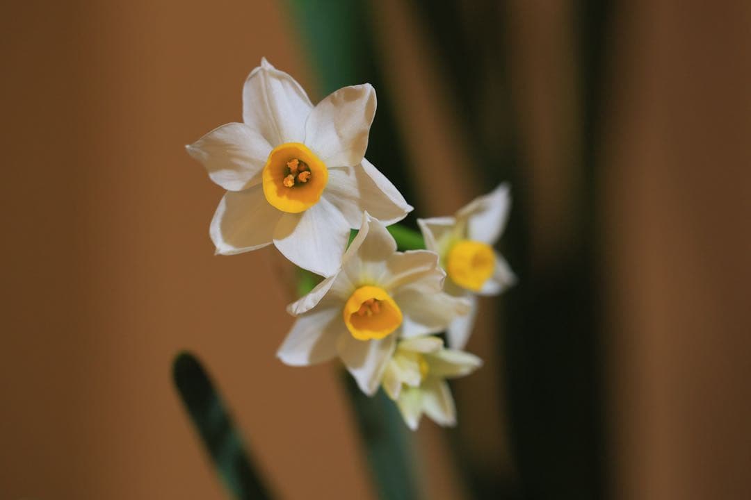 Canon RF 70-200mm F2.8 L IS USM Z ホワイト