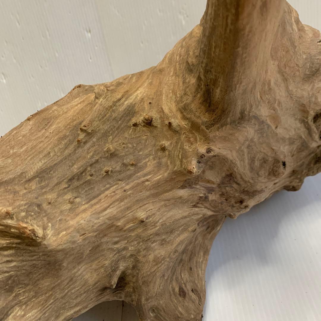 アク抜き済み流木　No.050 .039.031.239.393