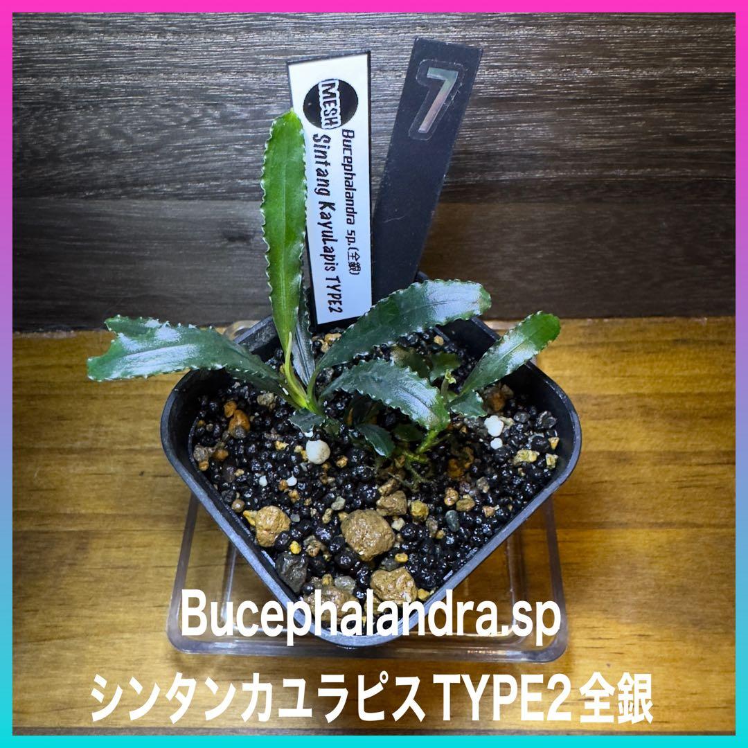 ブセファランドラsp.シンタン カユラピス TYPE2全銀 水上株1ポット［7