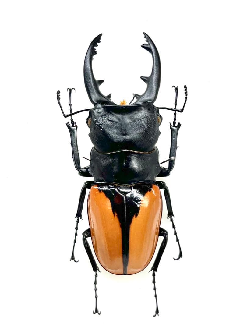 ブルマイスターツヤクワガタ　標本　ペア