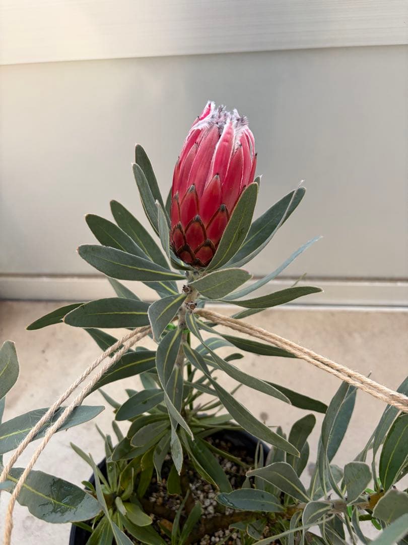 プロテア フロステッドファイヤー　7号　オージープランツ　苗　観葉