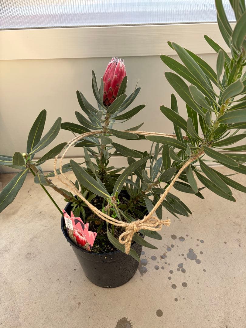 プロテア フロステッドファイヤー　7号　オージープランツ　苗　観葉