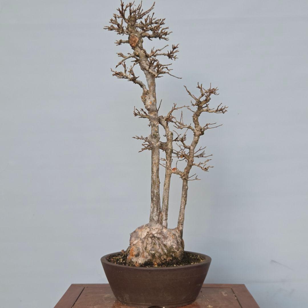 楓　カエデ　[株立ち三幹]　大品盆栽