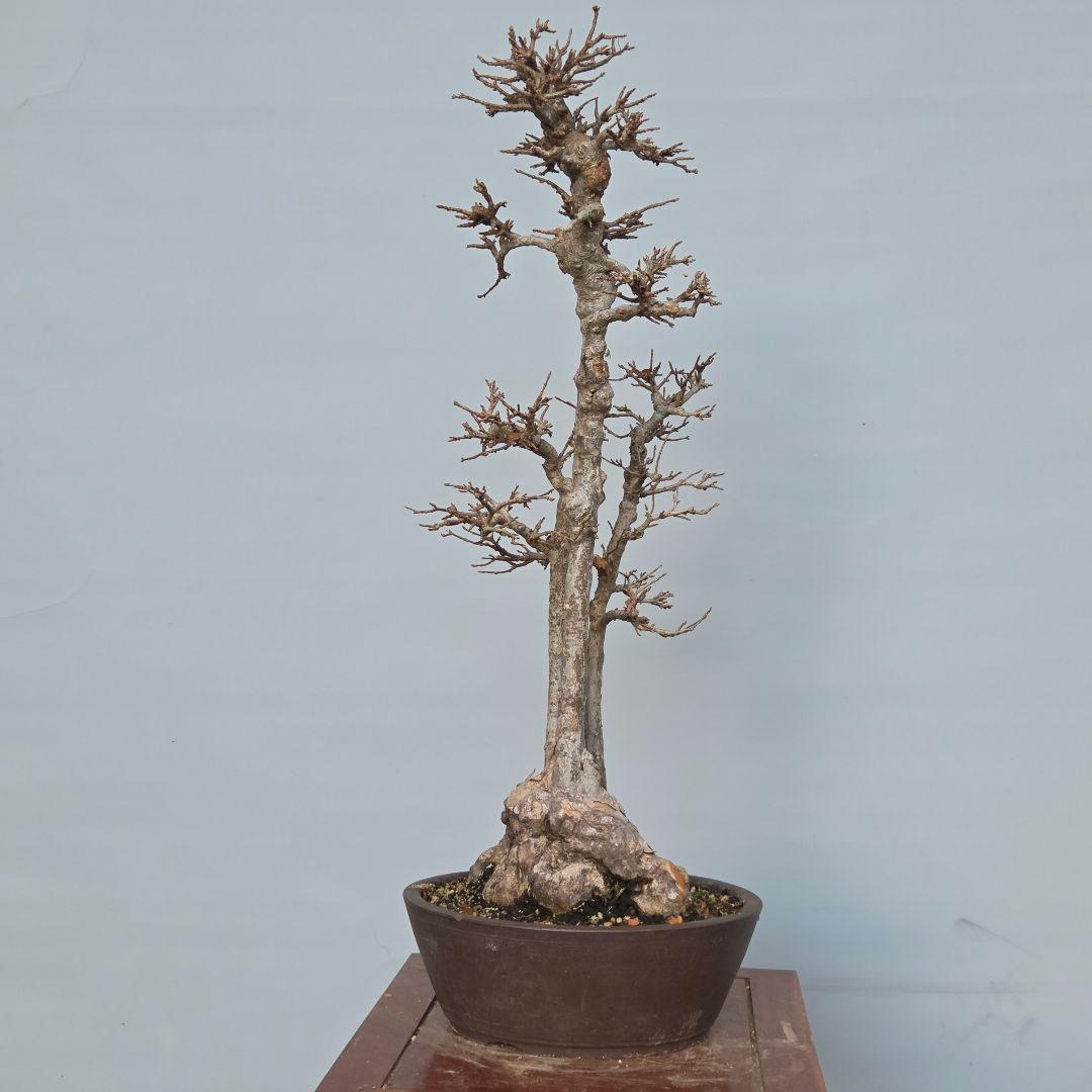 楓　カエデ　[株立ち三幹]　大品盆栽