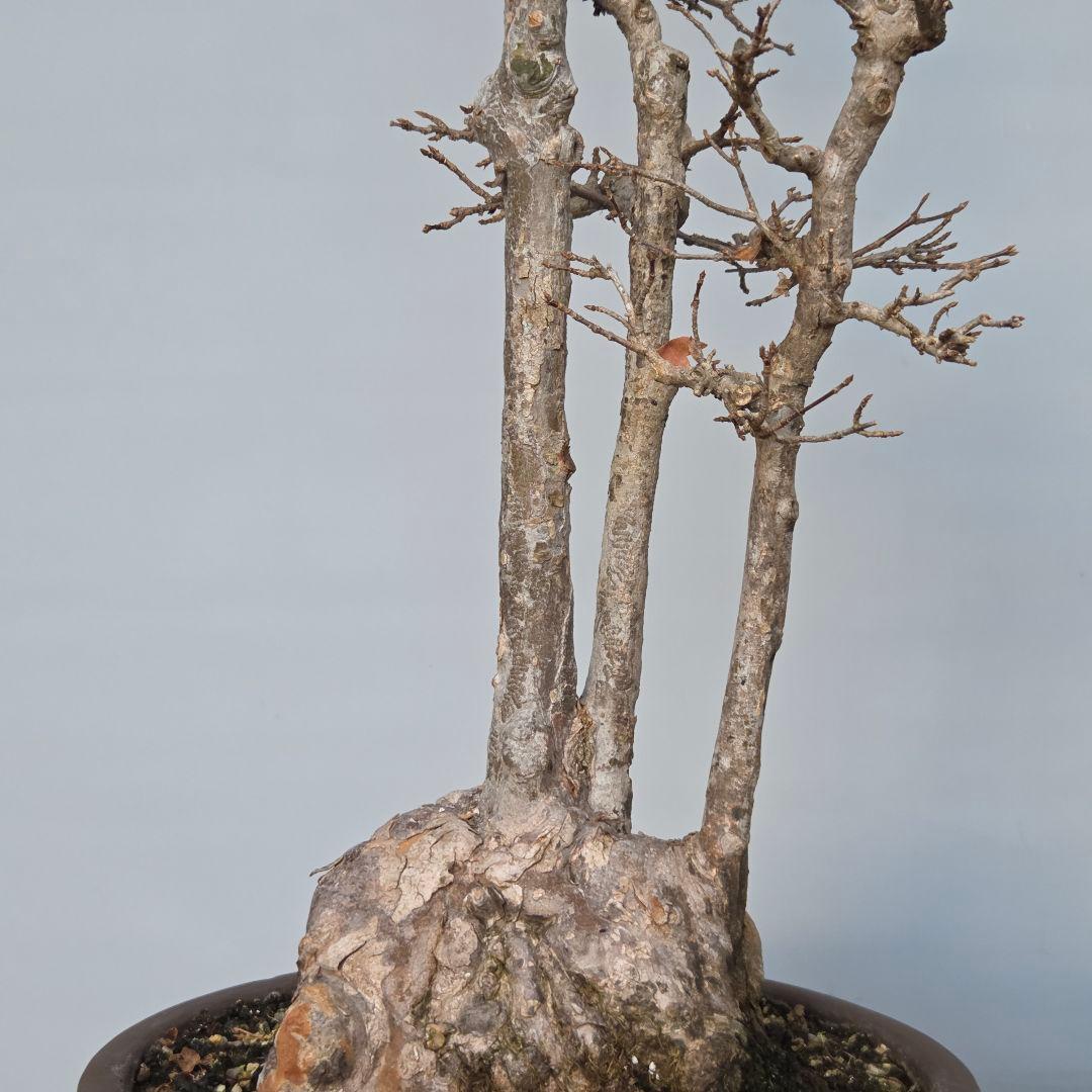 楓　カエデ　[株立ち三幹]　大品盆栽