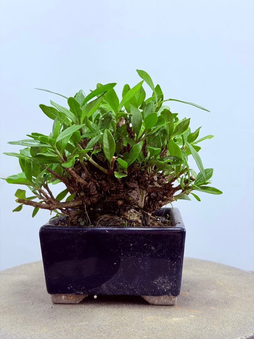 ガチ盆栽】クチナシ ミニサイズ 小品盆栽 太幹