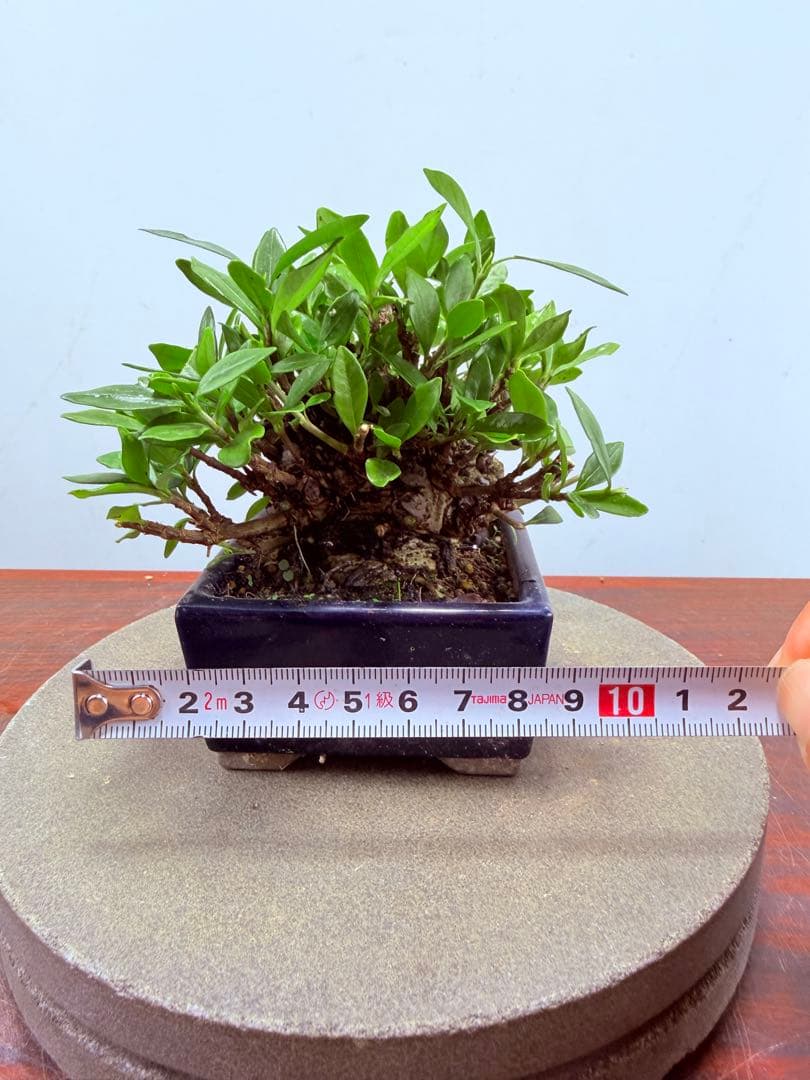 ガチ盆栽】クチナシ ミニサイズ 小品盆栽 太幹