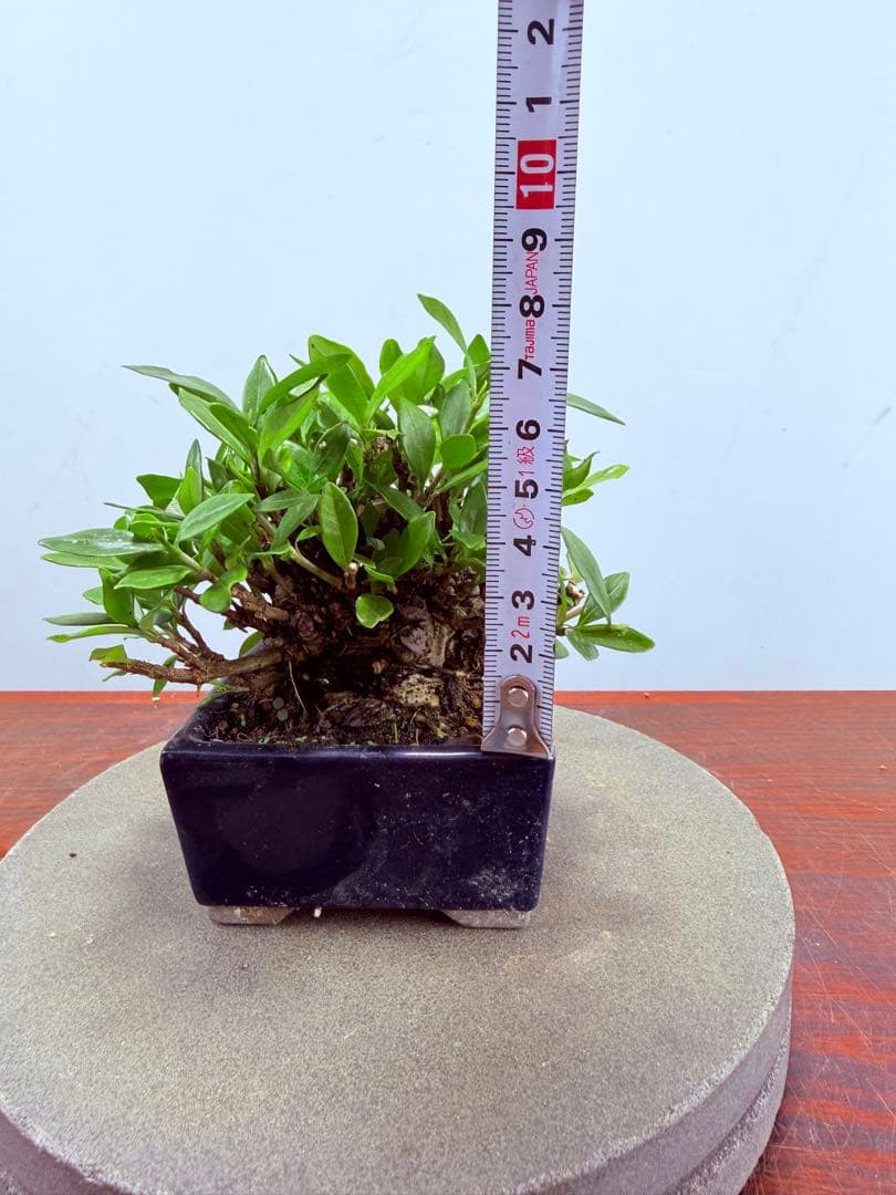 ガチ盆栽】クチナシ ミニサイズ 小品盆栽 太幹