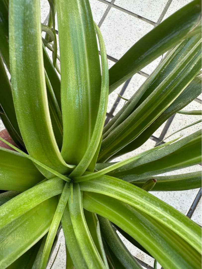 Tillandsia ‘Deborah Ann’（デボラアン）