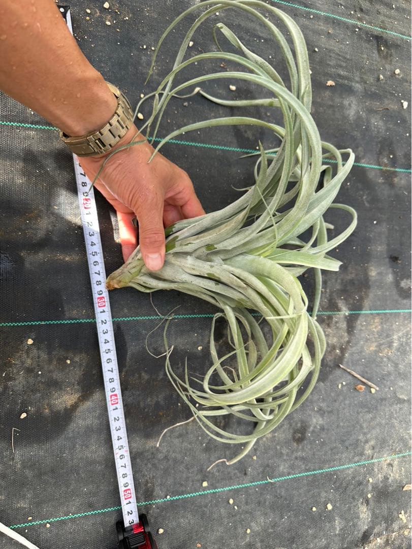 Tillandsia ‘Deborah Ann’（デボラアン）