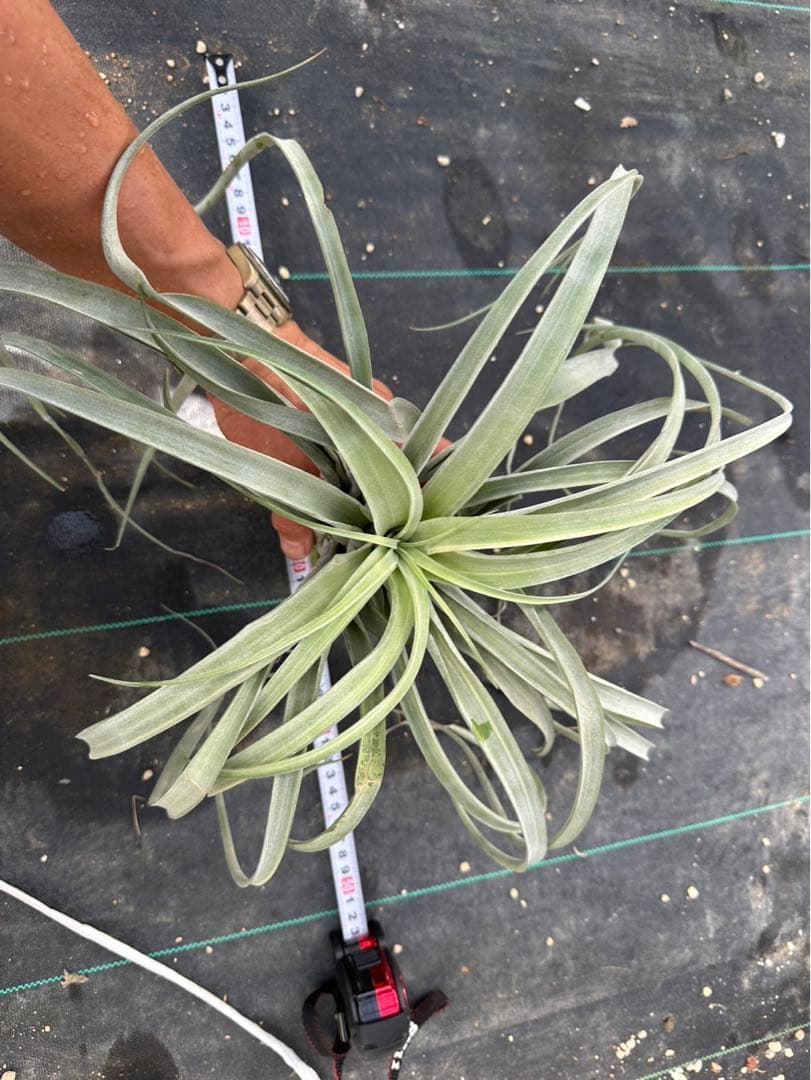 Tillandsia ‘Deborah Ann’（デボラアン）