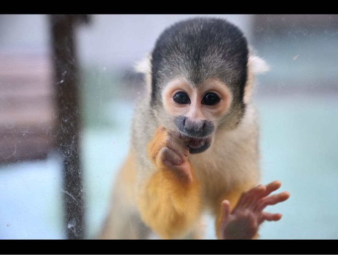 y*n様 【当日発送可】Nikon NIKKOR Z 24-70mm f4S