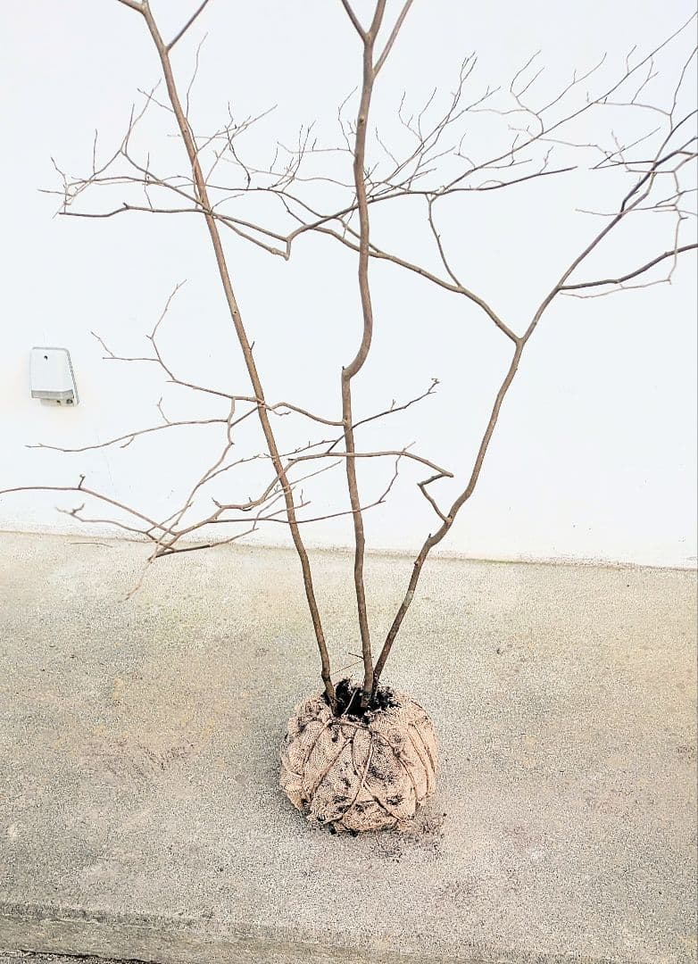 山採りシロモジ。