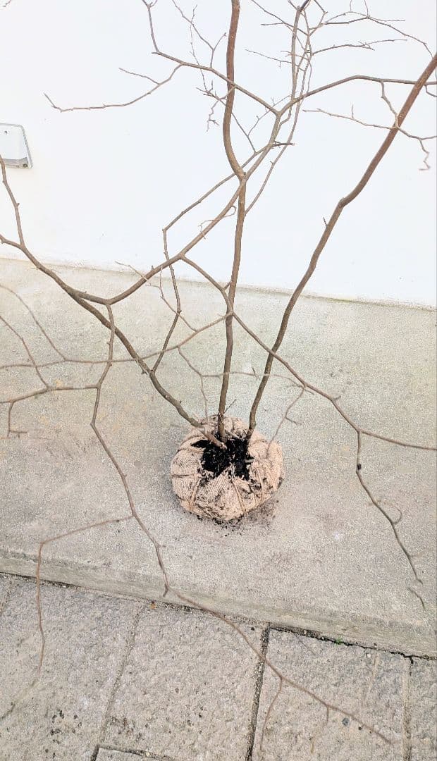 山採りシロモジ。