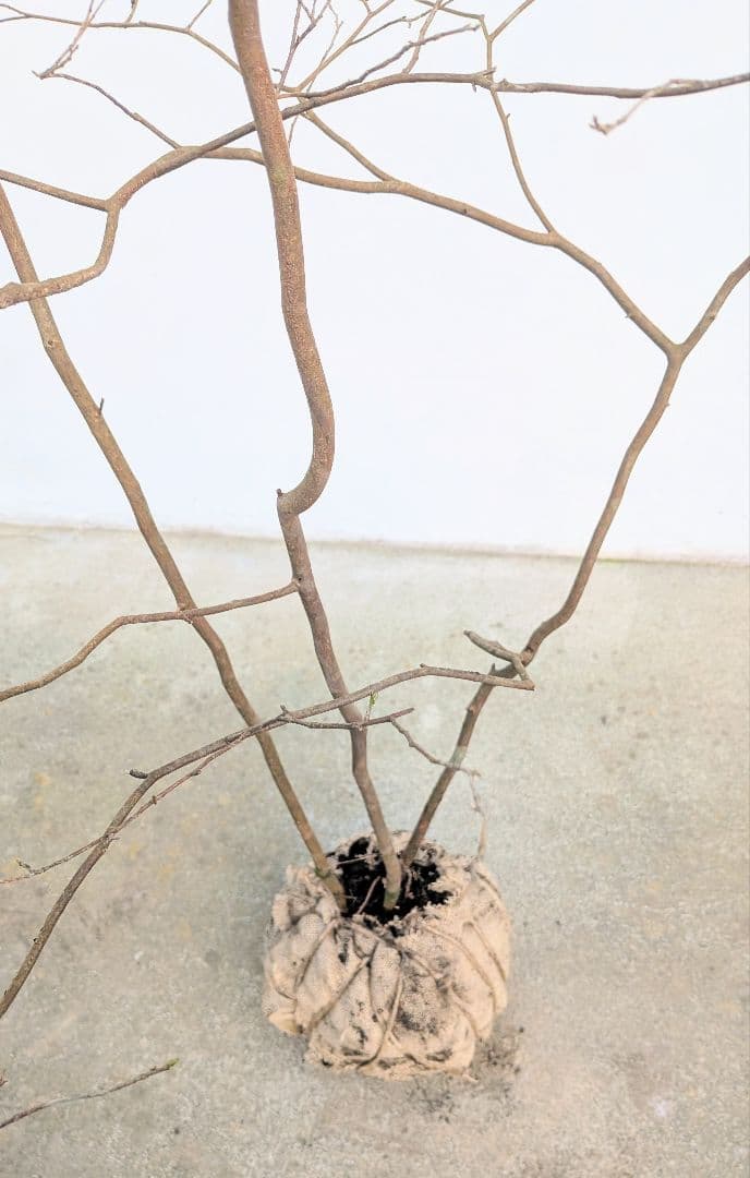 山採りシロモジ。