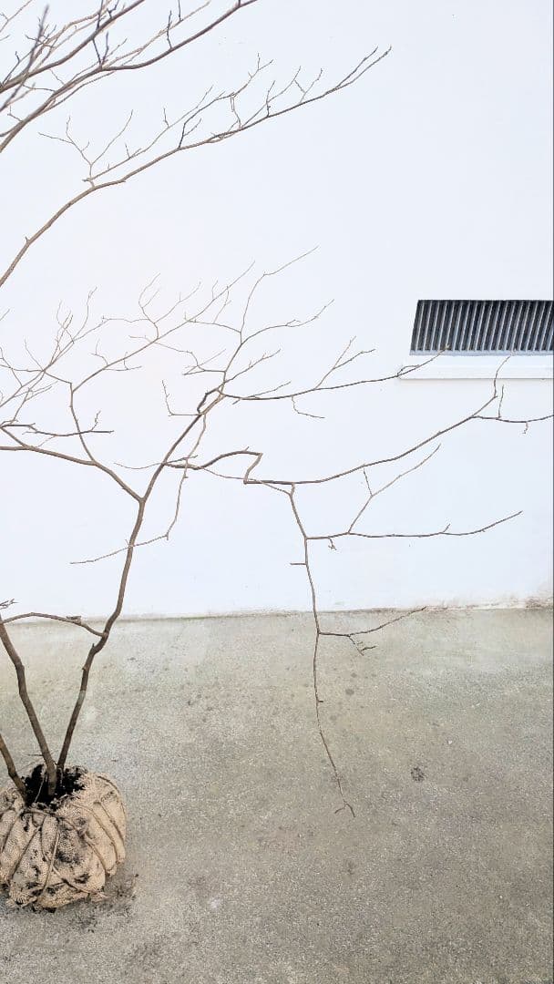 山採りシロモジ。