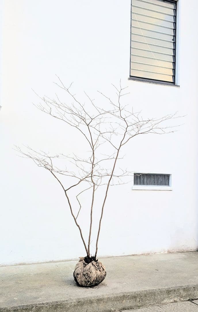 山採りシロモジ。