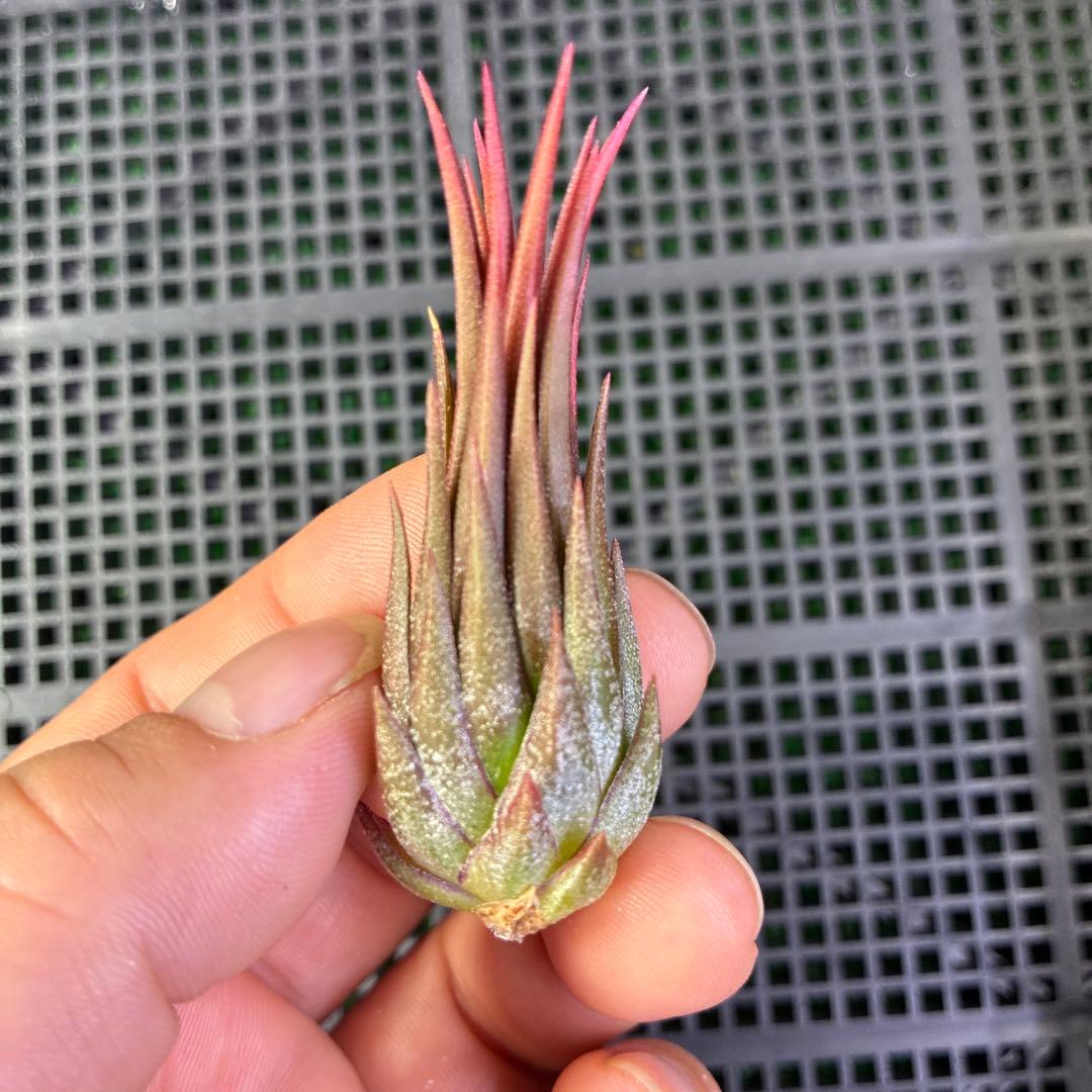 ブロメリア・エアープランツ Tillandsia ionantha 'Peanut'Rosita Color