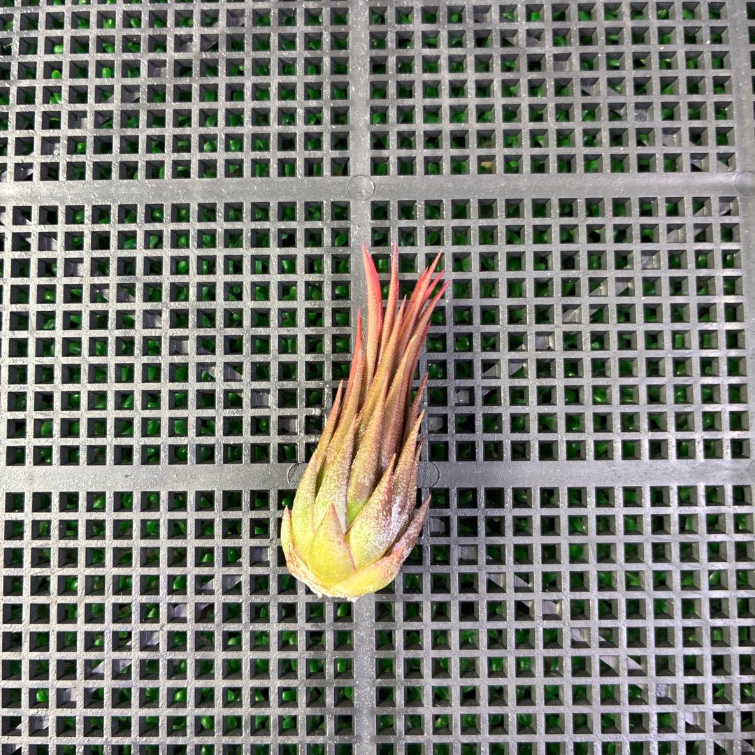 ブロメリア・エアープランツ Tillandsia ionantha 'Peanut'Rosita Color