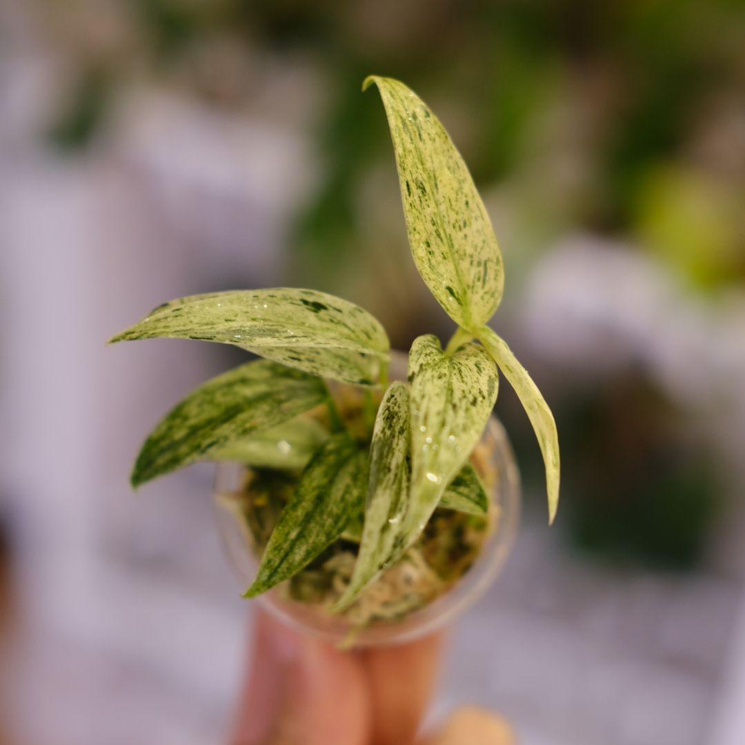 専用 Scindapsus Mutiara│スキンダプサス ムティアラ