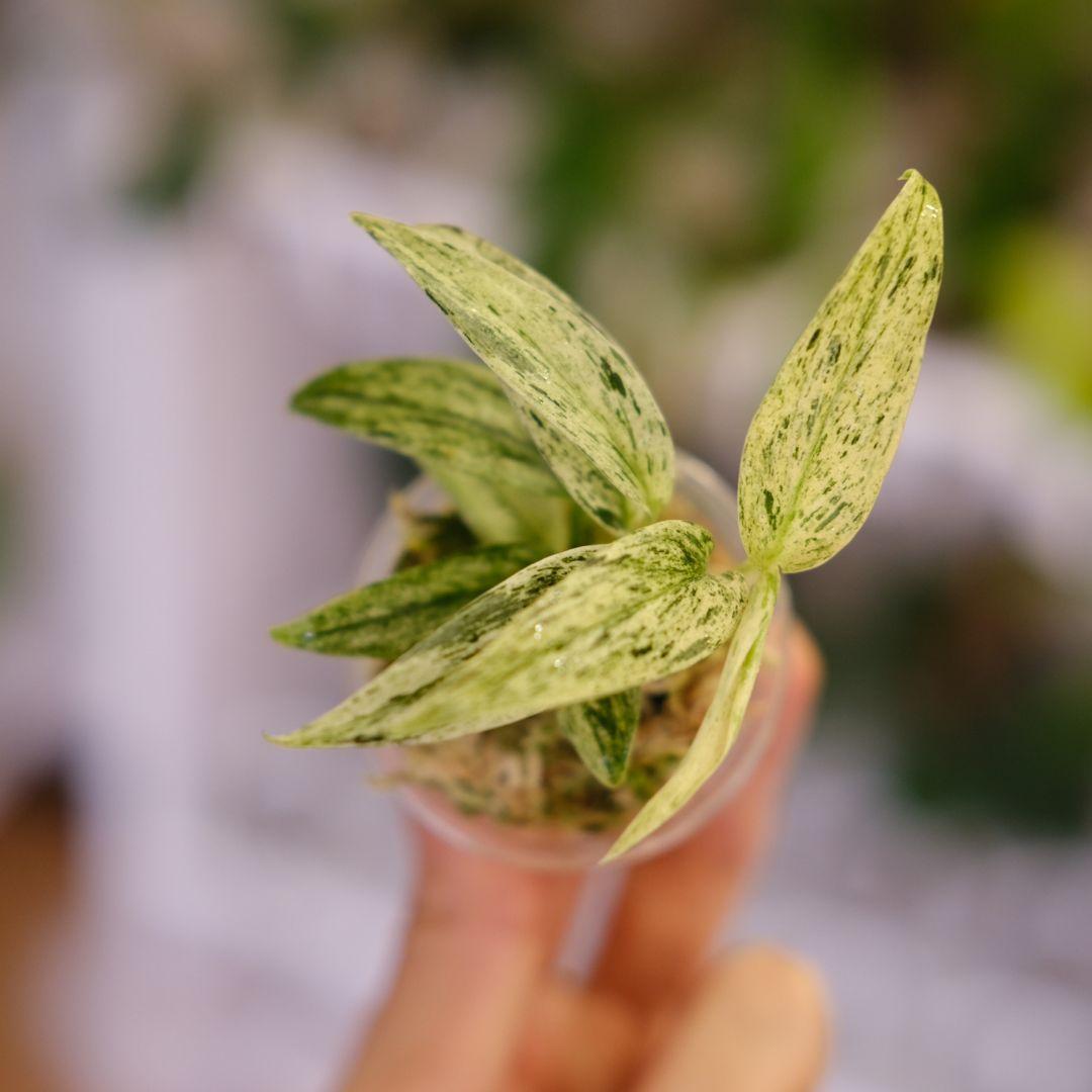 専用 Scindapsus Mutiara│スキンダプサス ムティアラ