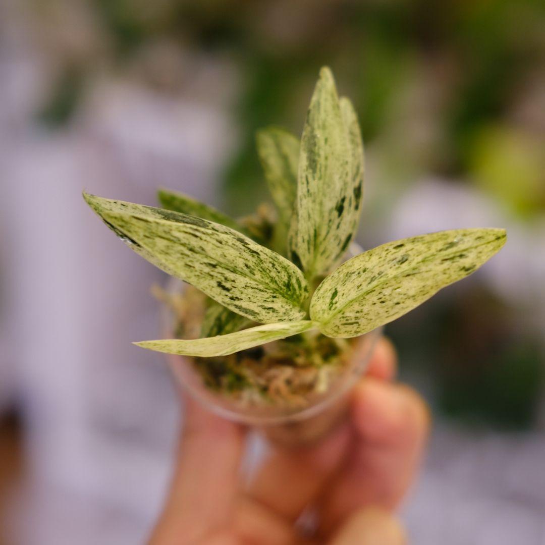 専用 Scindapsus Mutiara│スキンダプサス ムティアラ