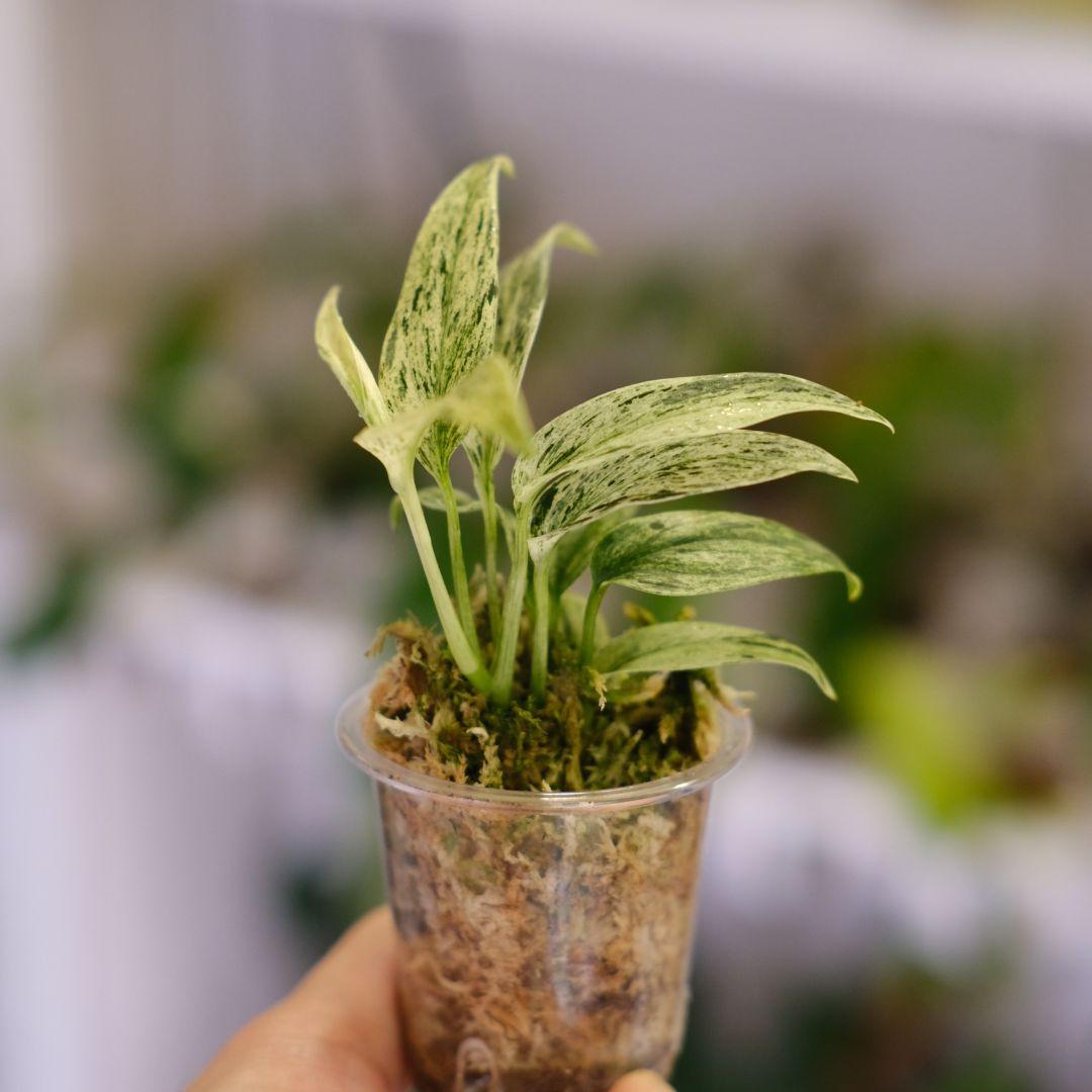 専用 Scindapsus Mutiara│スキンダプサス ムティアラ