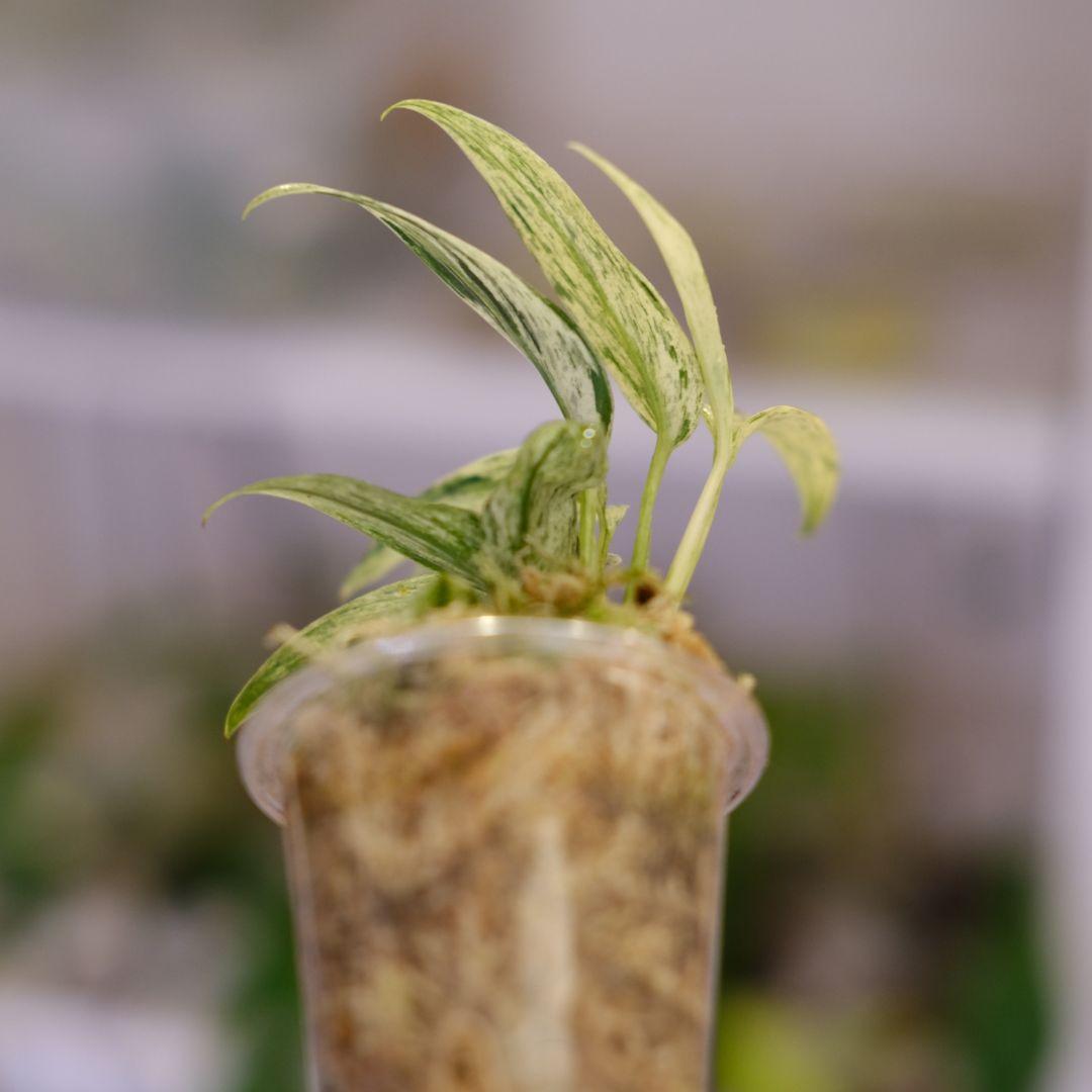 専用 Scindapsus Mutiara│スキンダプサス ムティアラ