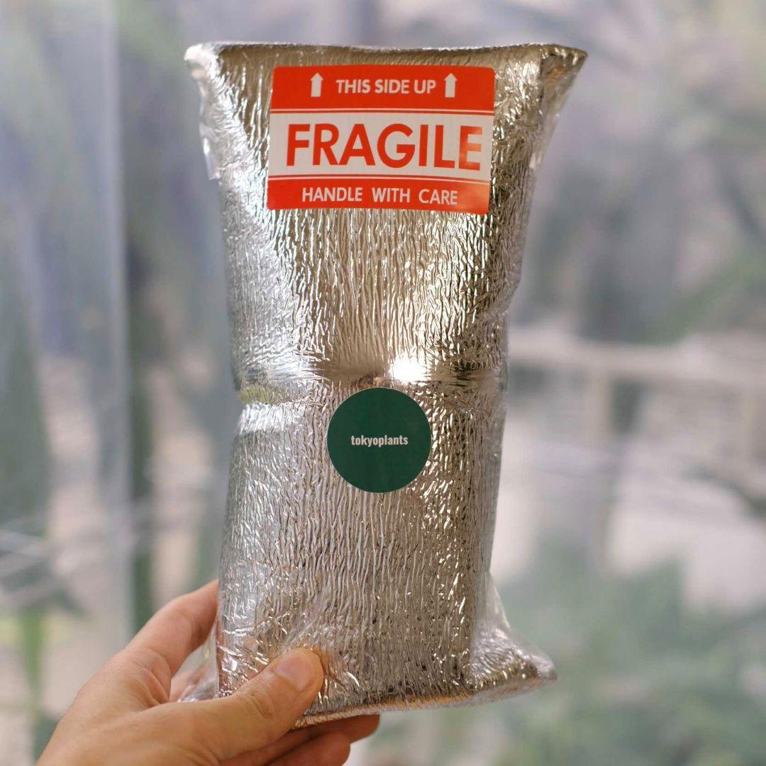 専用 Scindapsus Mutiara│スキンダプサス ムティアラ