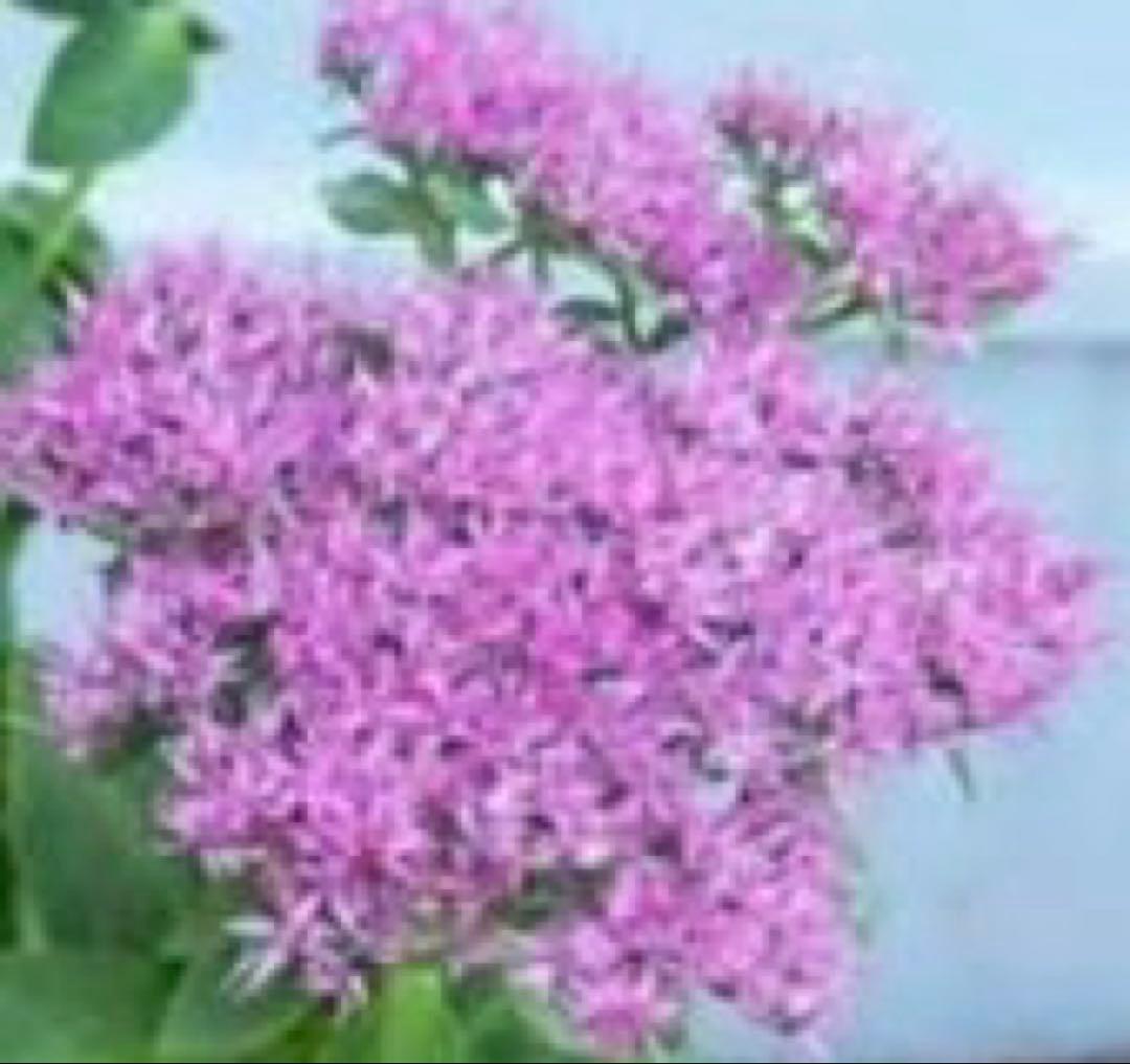 オオベンケイソウ（大弁慶草） 2鉢 もうすぐ開花 沢山の蕾付き 宅急便匿名発送