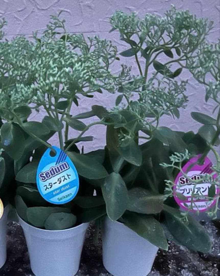 オオベンケイソウ（大弁慶草） 2鉢 もうすぐ開花 沢山の蕾付き 宅急便匿名発送